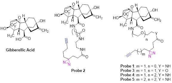 Fig 1. Chemical structures of gibberellic acid (GA3) and probes (1-5).